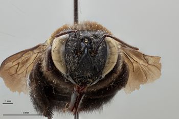 Media type: image;   Entomology 810652 Aspect: head frontal view